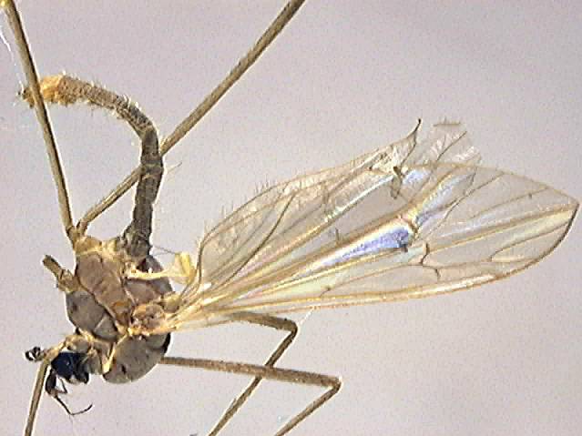 Cheilotrichia cinerascens 2